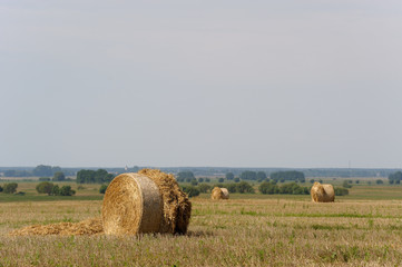 Strohballen auf einem Feld