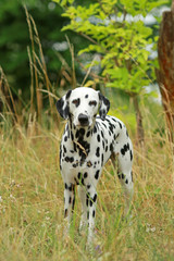 Dalmatian dog is standing in nature in summer