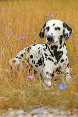 Dalmatian dog is lying in a colorful flowerfield