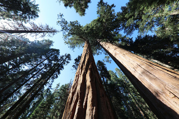 Giant Sequioa Trees in Sequioa National Park. California. USA