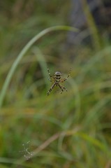 Argiope frelon (Argiope bruennichi)