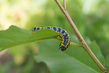 Beautiful caterpillar