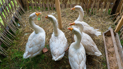 Geese in the paddock