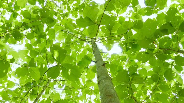 Golden teak tree growing and green leaves in the wind. Many teak trees are beautiful in nature and are environmentally friendly. Reforestation, natural healing Energy savings