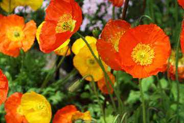 Mohn in Orange Mohnfeld