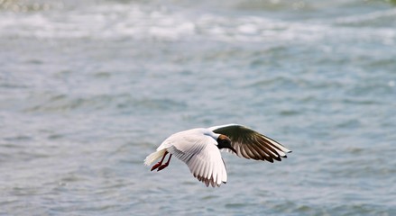 Lachmöwe im Flug