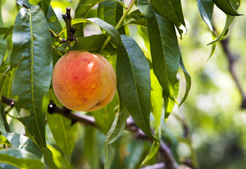 Juicy peaches grown in the garden