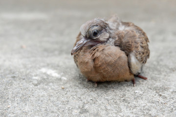 Closed up of Spotted dove or Spotted turtle dove