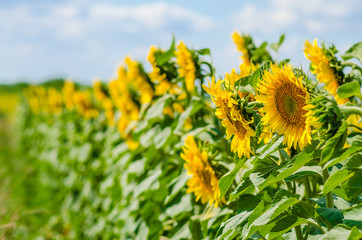 Yellow sunflowers in field