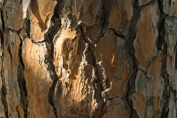 Bark of pine tree. Background, texture, closeup,