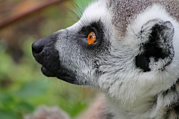 kopf eines Lemurenaffen mit gelben Augen