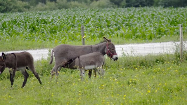 young donkey and mother feeding baby green field farm country ranch jackass meadow