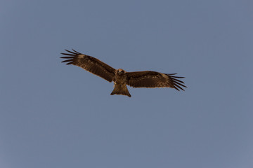 Raubvogel greift Pommes und frisst im Flug