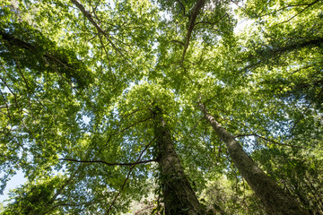Obraz premium Trees Reaching for the Sky