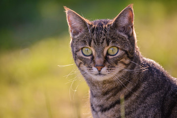 Fototapeta premium Katze