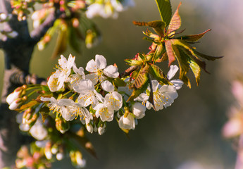 Spring tree blossom