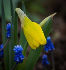 Obraz premium Blue flower