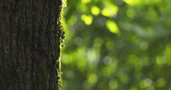 pan shot of linden tree with blurred background