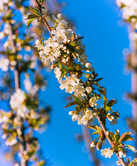Spring tree blossom