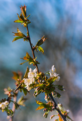 Spring tree blossom