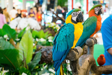 The court parrot ,colorful