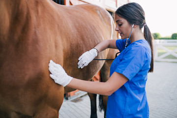Veterinarian examining horse. Selective focus on hand.