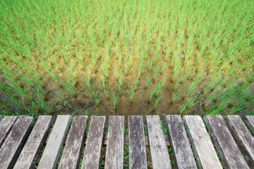 Wood floor scene of beautiful rice field under. Holiday vacation travel relax background with copy space for decorate design