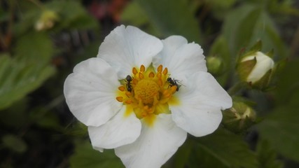 Strawberry flower