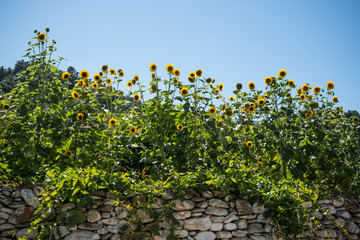 Sunflowers over the Stone Wall
