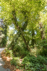 Ivy Covered Trees Twisting Around Each Other