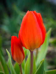 Tulip