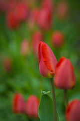 Naklejka premium Tulip