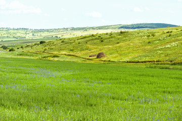 Obraz premium Beautiful green fields landscape with hay grass, hills and forest, fantastic summer time, orhei village countryside, moldova, blue sky, winding road