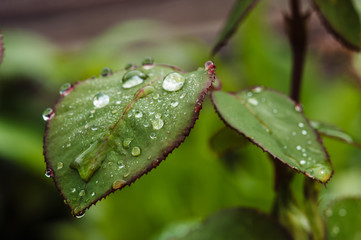 Rain drops on green rose leaves close-up. Plants in the garden.