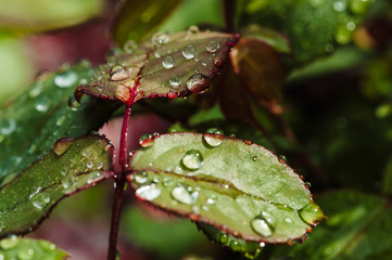 Rain drops on green rose leaves close-up. Plants in the garden.