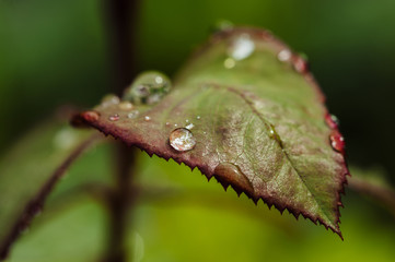 Rain drops on green rose leaves close-up. Plants in the garden.