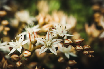 Sedum album spanish blooming white. Succulent plant. Magic beautiful flowers close-up.