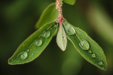 Rain drops on the green honeysuckle leaves in the garden.