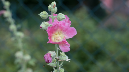 Fototapeta na wymiar rosa Blume im Sommer
