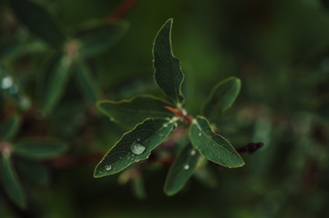 Rain drops on the green honeysuckle leaves in the garden.