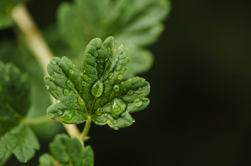 Raindrops on a small leaf of a gooseberry macro. Home garden. Grossularia
