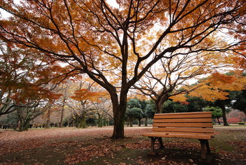 Plakat bench under autumn tree
