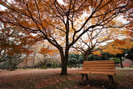 bench under autumn tree