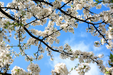 Sakura flower cherry blossom.