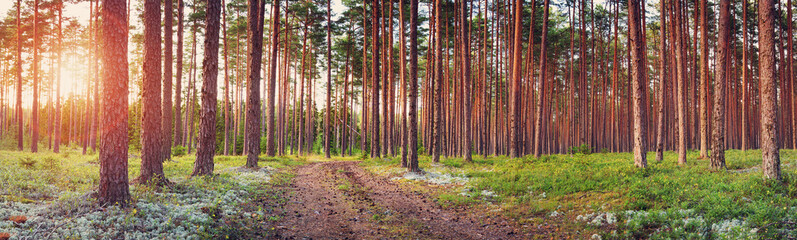 Coniferous forest with pine trees at sunset