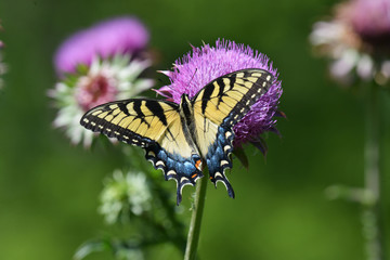eastern tiger swallowtail sipping nectar from a thistle