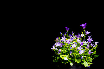 Violet bellflowers with black background