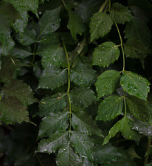  green leaves with rain droplets, background