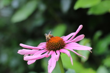 fleur abeille 2