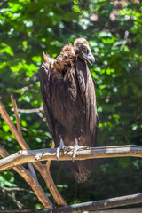 vulture sitting on a branch, animal planet